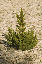 Great Basin Bristlecone Pine (Pinus longaeva) seedling, Patriarch Grove, White Mountains, California