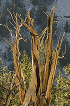 Great Basin Bristlecone Pine (Pinus longaeva), Patriarch Grove, White Mountains, California