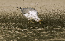 California Gull (Larus californicus) feeding on Mono Lake Alkali Flies (Ephydra hians), Mono Lake, California