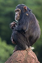 Chimpanzee (Pan troglodytes) rescued infant named Leo, Ngamba Island Chimpanzee Sanctuary, Uganda