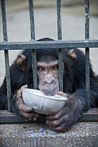 Chimpanzee (Pan troglodytes) rescued infant named Leo eating, Ngamba Island Chimpanzee Sanctuary, Uganda