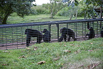 Chimpanzee (Pan troglodytes) group, rescued individuals moving through entrance to sleeping area, Ngamba Island Chimpanzee Sanctuary, Uganda