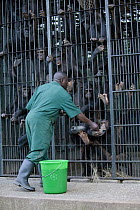 Chimpanzee (Pan troglodytes) rehabilitated group being fed by caretaker Stany Nyomolwi, Ngamba Island Chimpanzee Sanctuary, Uganda