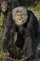 Chimpanzee (Pan troglodytes) alpha male, Ngamba Island Chimpanzee Sanctuary, Uganda