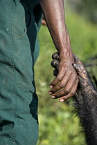 Chimpanzee (Pan troglodytes) holding hand of caretaker, Ngamba Island Chimpanzee Sanctuary, Uganda