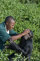 Chimpanzee (Pan troglodytes) being groomed by caretaker Bruce Ainebyona, Ngamba Island Chimpanzee Sanctuary, Uganda