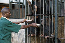 Chimpanzee (Pan troglodytes) group being fed by veterinarian Fred Nizeyimana, Ngamba Island Chimpanzee Sanctuary, Uganda