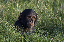 Chimpanzee (Pan troglodytes) baby in green grass, Ngamba Island Chimpanzee Sanctuary, Uganda