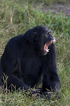 Chimpanzee (Pan troglodytes) with fearful expression, Ngamba Island Chimpanzee Sanctuary, Uganda
