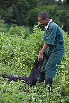 Chimpanzee (Pan troglodytes) playing with caretaker Bruce Ainebyona, Ngamba Island Chimpanzee Sanctuary, Uganda