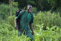 Chimpanzee (Pan troglodytes) rescued infant being carried by caretaker Rodney Lemata, Ngamba Island Chimpanzee Sanctuary, Uganda