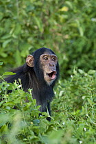 Chimpanzee (Pan troglodytes) rescued infant practing pant hooting, Ngamba Island Chimpanzee Sanctuary, Uganda