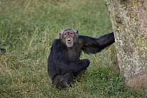 Chimpanzee (Pan troglodytes) pant hooting, Ngamba Island Chimpanzee Sanctuary, Uganda