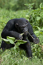 Chimpanzee (Pan troglodytes) sub-adult female named Ikuru preparing twig for termite fishing, Ngamba Island Chimpanzee Sanctuary, Uganda