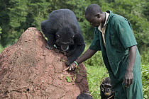 Chimpanzee (Pan troglodytes) being shown how to use twig to extract honey out of a hole by caretaker Rodney Lemata, Ngamba Island Chimpanzee Sanctuary, Uganda