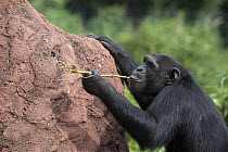 Chimpanzee (Pan troglodytes) learning how to use twigs as tools to extract honey out of holes in termite mound, Ngamba Island Chimpanzee Sanctuary, Uganda