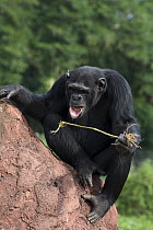 Chimpanzee (Pan troglodytes) learning how to use twigs as tools to fish honey out of holes in termite mound, Ngamba Island Chimpanzee Sanctuary, Uganda