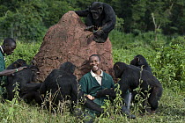 Chimpanzee (Pan troglodytes) group playing with caretaker Bruce Ainebyona, Ngamba Island Chimpanzee Sanctuary, Uganda