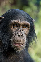 Chimpanzee (Pan troglodytes) infant, Ngamba Island Chimpanzee Sanctuary, Uganda