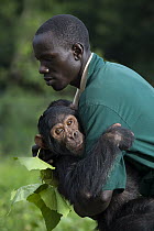 Chimpanzee (Pan troglodytes) rescued infant named Leo being carried by caretaker Rodney Lemata, Ngamba Island Chimpanzee Sanctuary, Uganda