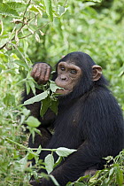 Chimpanzee (Pan troglodytes) rescued infant named Afrika eating foliage, Ngamba Island Chimpanzee Sanctuary, Uganda