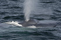 Blue Whale (Balaenoptera musculus) surfacing and spouting, Sea of Cortez, Mexico