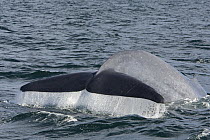 Blue Whale (Balaenoptera musculus) diving, Sea of Cortez, Mexico