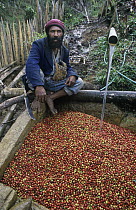 Coffee (Coffea arabica) harvest being washed, Papua New Guinea
