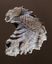 Mollusc (Exogyra flabellata) fossil, Spain