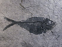 Fish fossil from the Cretaceous period, Papua New Guinea