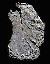 Leaf fossil, Spain