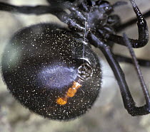 Mediterranean Black Widow (Latrodectus tredecimguttatus) abdomen showing silk glands, Spain