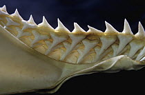 Blue Shark (Prionace glauca) lower jaw showing teeth