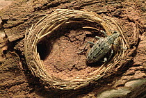 Long Horn Beetle (Rhagium sp) with pupal chamber on the inside of the bark of a tree