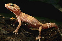 Leopard Gecko (Eublepharis macularis) albino, native to the Middle East