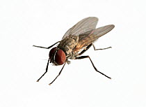 House Fly (Musca domestica), Spain