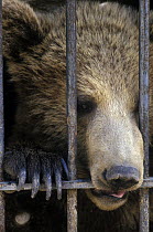 Brown Bear (Ursus arctos), captive gnawing on bars of cage, Spain
