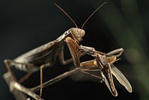 Praying Mantis (Empusa sp) eating a grasshopper