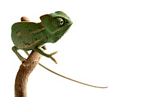Veiled Chameleon (Chamaeleo calyptratus), native to the Middle East