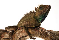 Bornean Crested Lizard (Gonocephalus grandis), native to Borneo