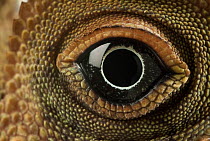 Bornean Crested Lizard (Gonocephalus grandis) eye, native to Borneo