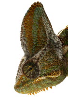 Veiled Chameleon (Chamaeleo calyptratus) male, native to the Middle East