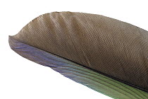Monk Parakeet (Myiopsitta monachus) feather, Argentina