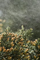 Italian Cypress (Cupressus sempervirens) dispensing pollen in the wind