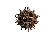 Sweetgum (Liquidambar styraciflua) seed pod, native to North America