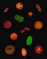 Pollen of different species photographed under a microscope, Spain