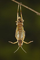 Egyptian Locust (Anacridium aegyptium) emerging from nymphal skin, Africa