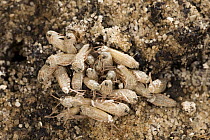 Egyptian Locust (Anacridium aegyptium) first instars hatching from earth, Africa
