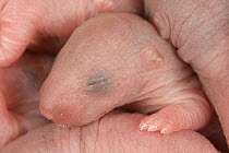 Brown Rat (Rattus norvegicus) newborns, hairless with eyes closed, Germany