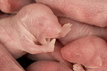 House Mouse (Mus musculus) newborn babies hairless with eyes closed, Germany